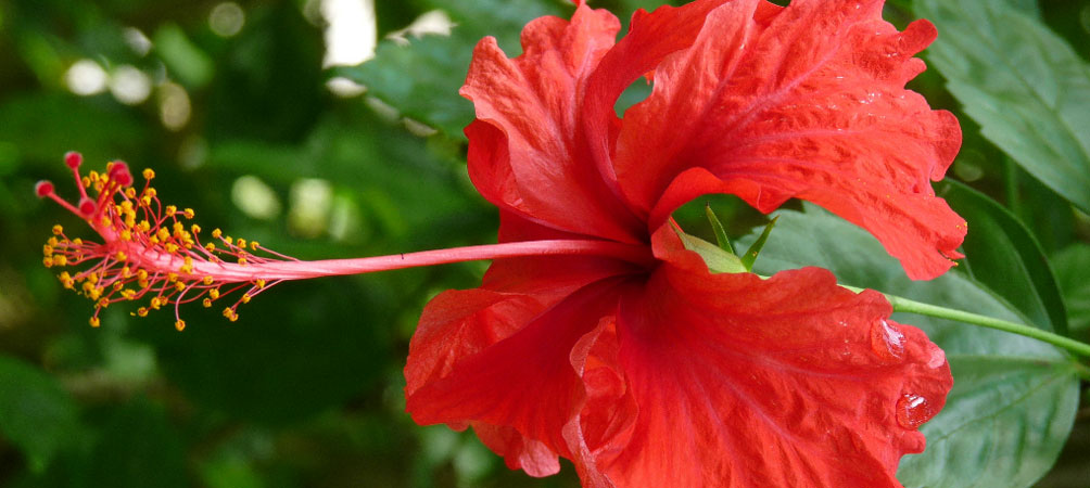 Hibiscus