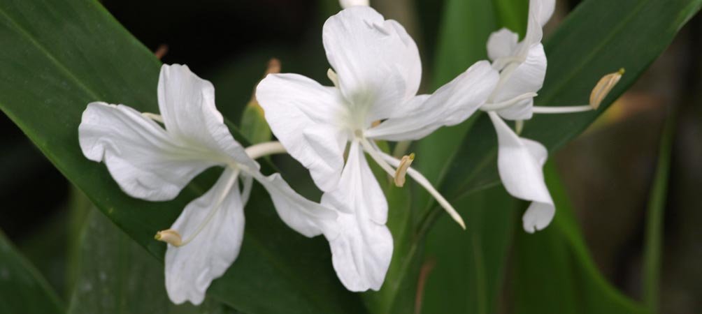 Fragrant Ginger