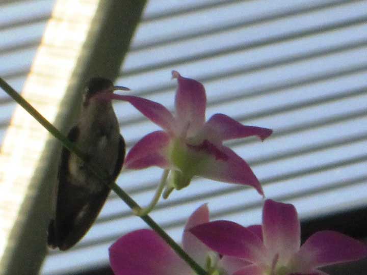 Birding Roatan Photo Gallery | Roatan Tours & Cruise Shore Excursions – Blue Harbor ...
